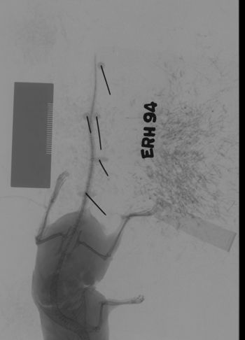Media type: image;   Mammalogy 69534 Description: Xray of mouse.;